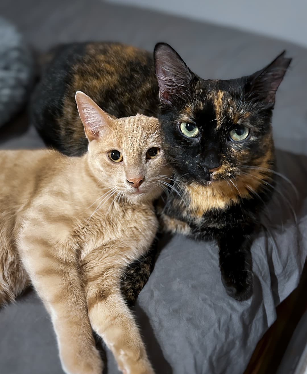 Adopt a cat from our Montreal rescue - Give a loving home to a rescued cat